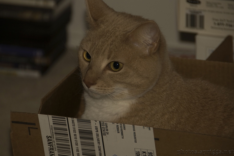 your package, ma'am cat-in-a-box