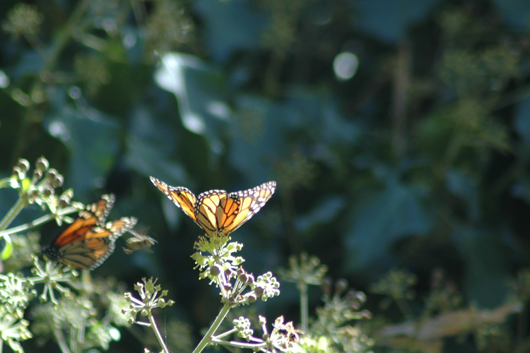 monarch on a leaf