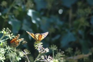 monarch on a leaf