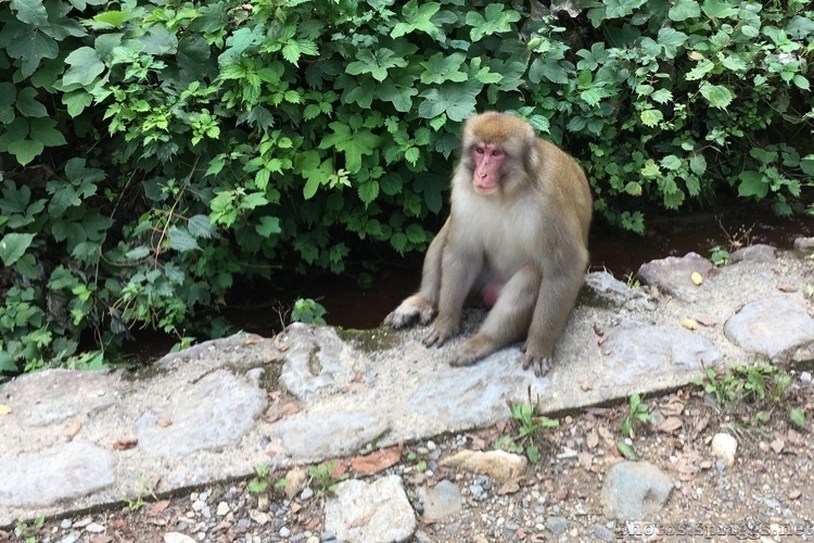 monkey king