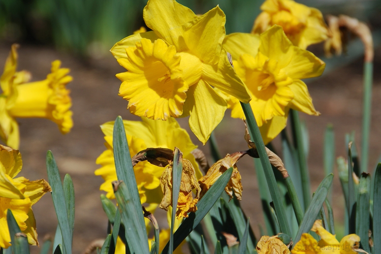 narcissus