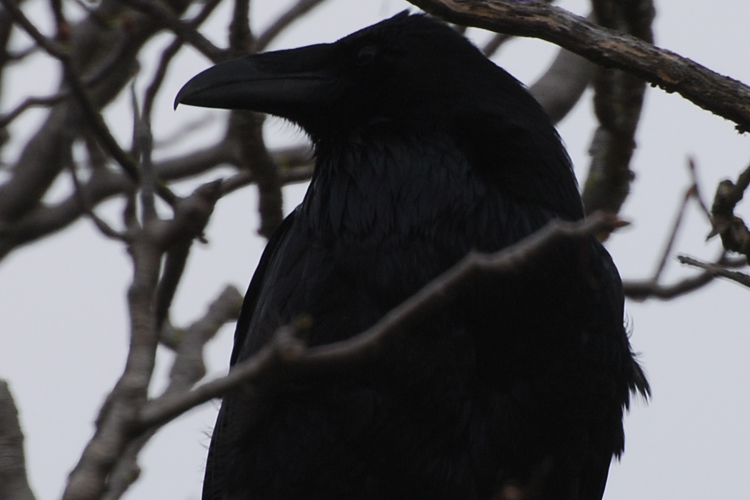 the raven