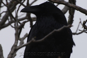 raven