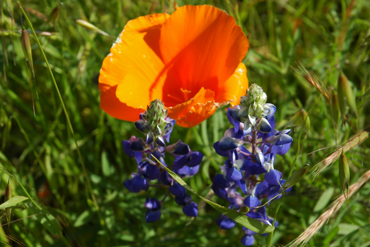 orange and blue flowers