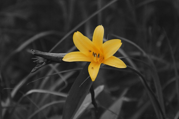 orange flower in monochrome