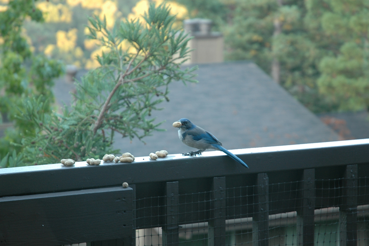 peanut eater