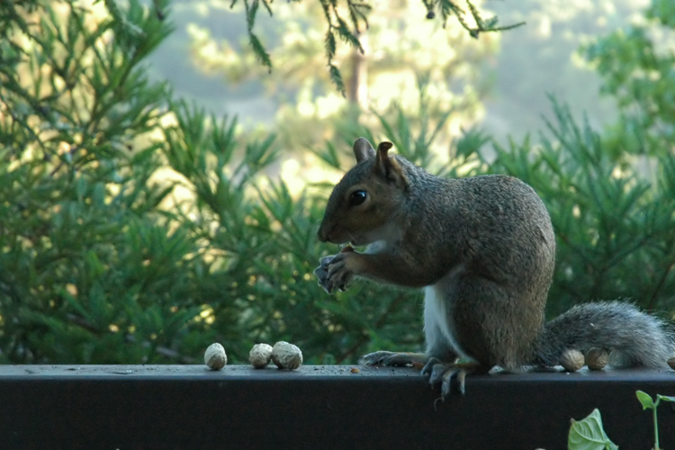 peanut eater