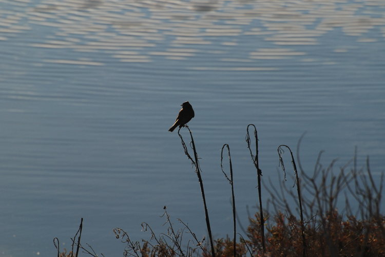 bird