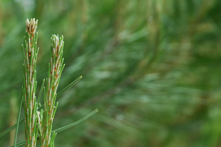pine