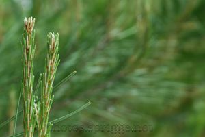 pine