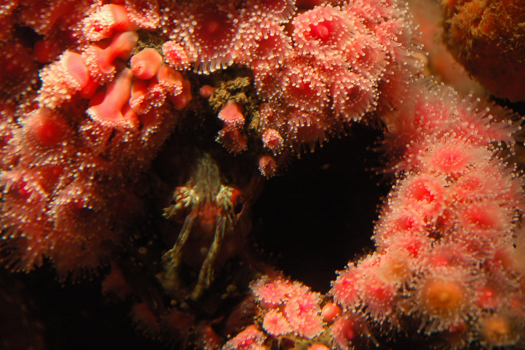 sea life in pink