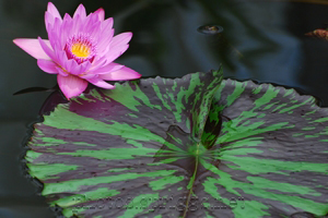 water lily