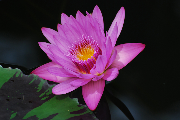 water lily