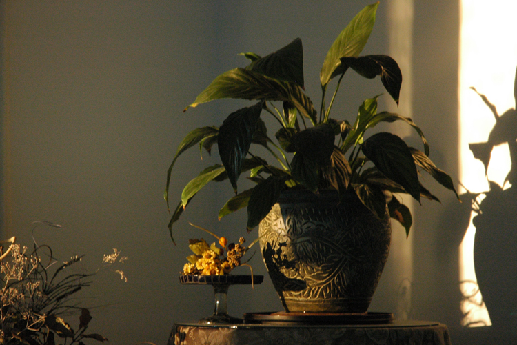 plant and shadow