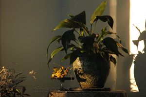 plant and shadow