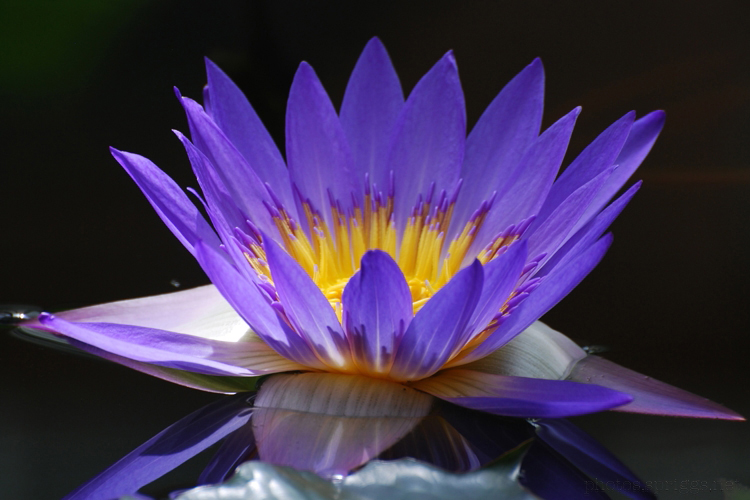 purple flower