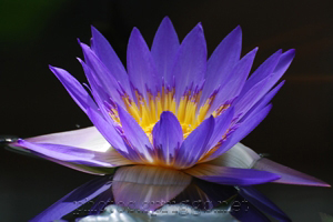 purple flower
