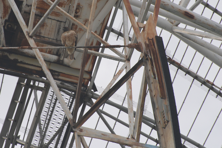 raptor on a radio telescope
