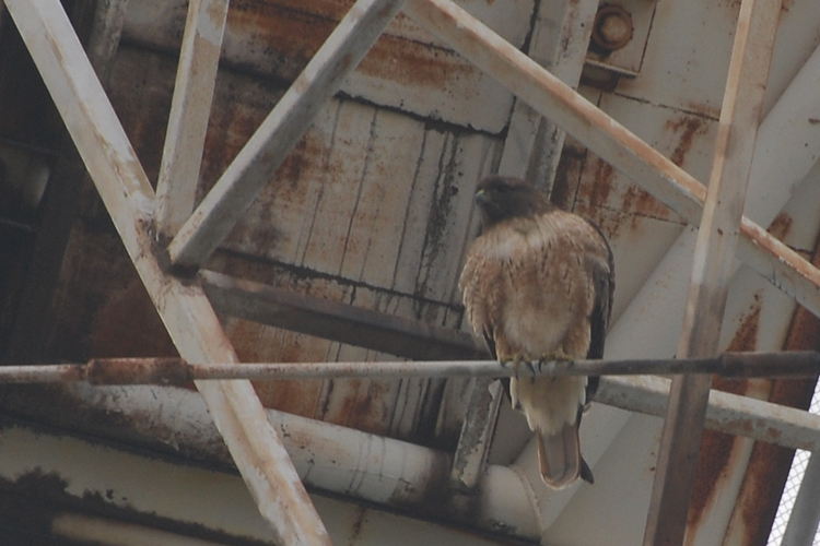 raptor (close-up)