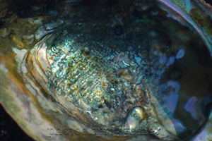 iridescent shell