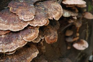 shrooms on the end of a redwood stump