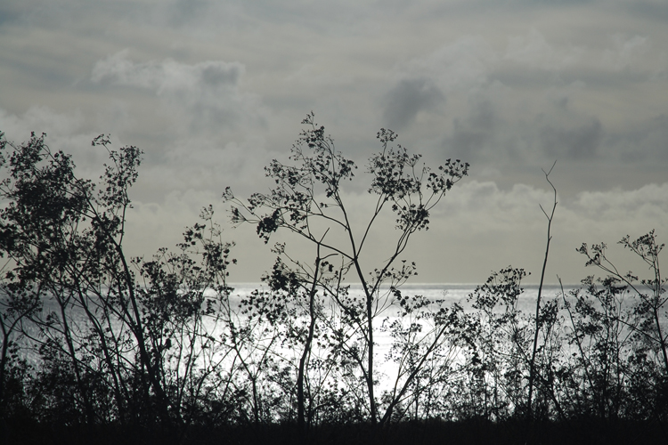 weeds silhouette