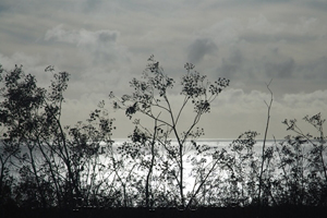 weeds silhouette