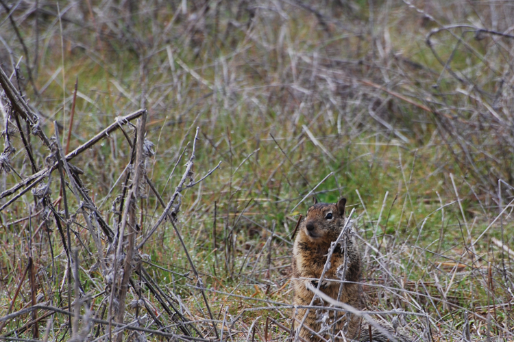 ground squirrel
