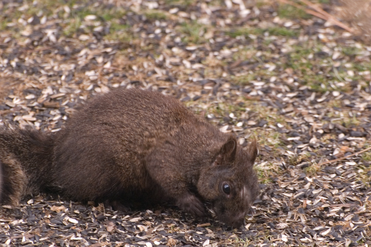 brown tree-rat