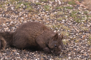 brown tree-rat