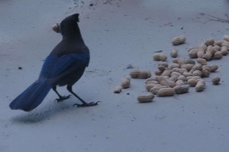 stellar's jay