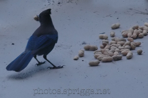 stellar's jay