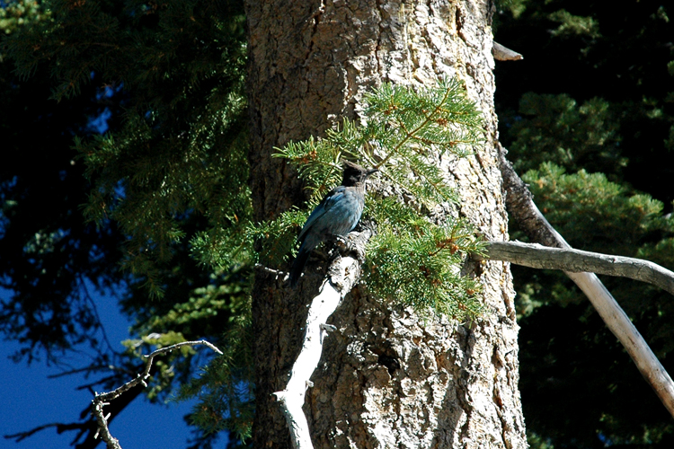 stellar in a tree