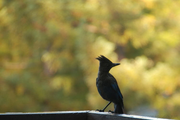 stellar jay