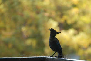stellar jay