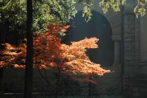 sunbeams