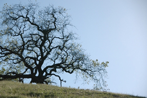 tree on the ridge