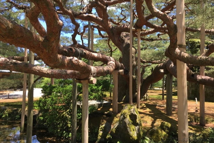 photos tree crutches