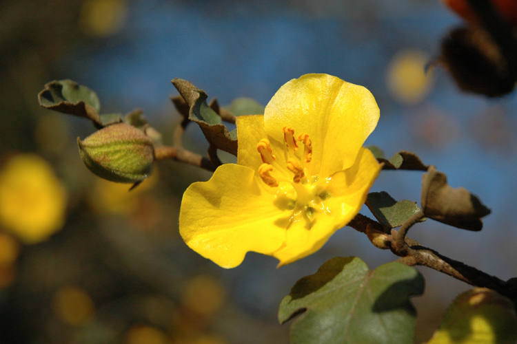 flower at dusk