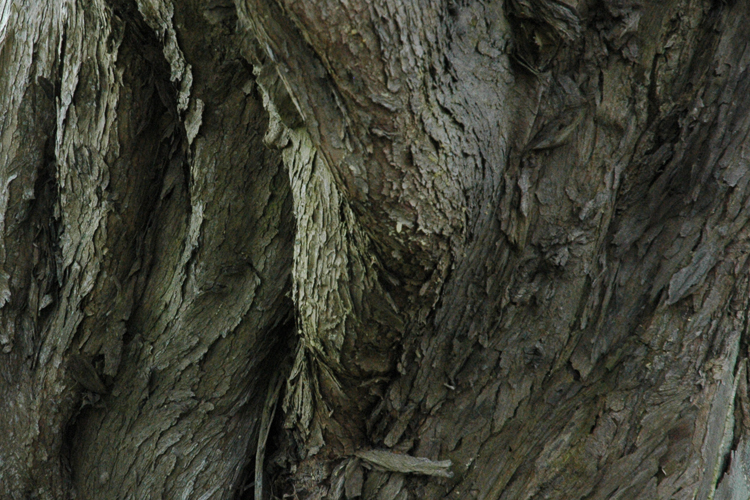 trunk