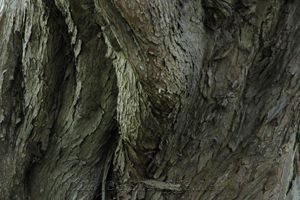 trunk