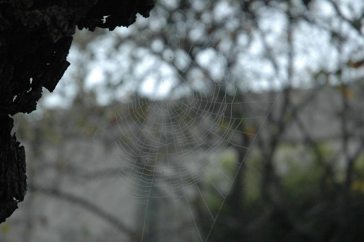 mist, web, and bugs