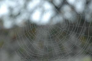 mist, web, and bugs
