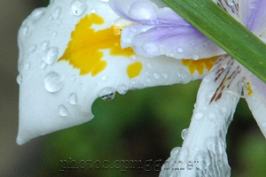 whiteflower with dew