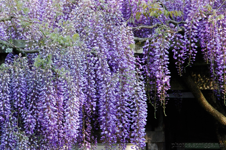 flowering moments wisteria