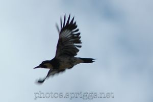 woodpecker in flight