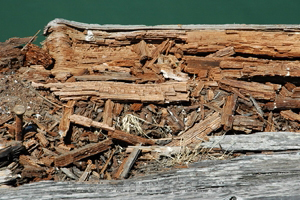 wood rot