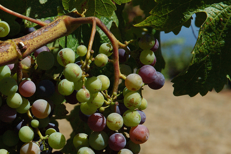 some grapes and leaves in an attempt to be artistic