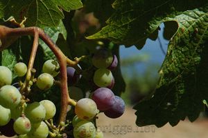 grapes