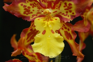 yellow with drops